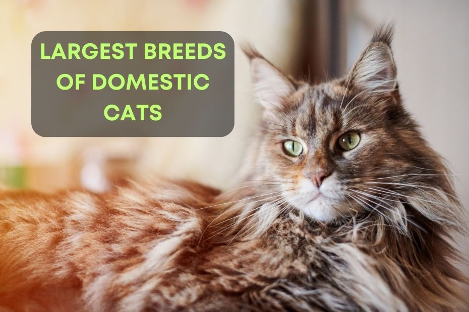 Largest Breeds Of Domestic Cats