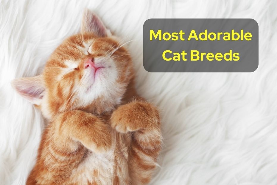 Most Adorable Cat Breeds